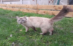 Ragdoll cats for sale: Lovely Ragdoll - Image 6