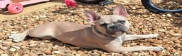 French Bulldog dogs for sale: French Bulldog for Sale - Advert 2