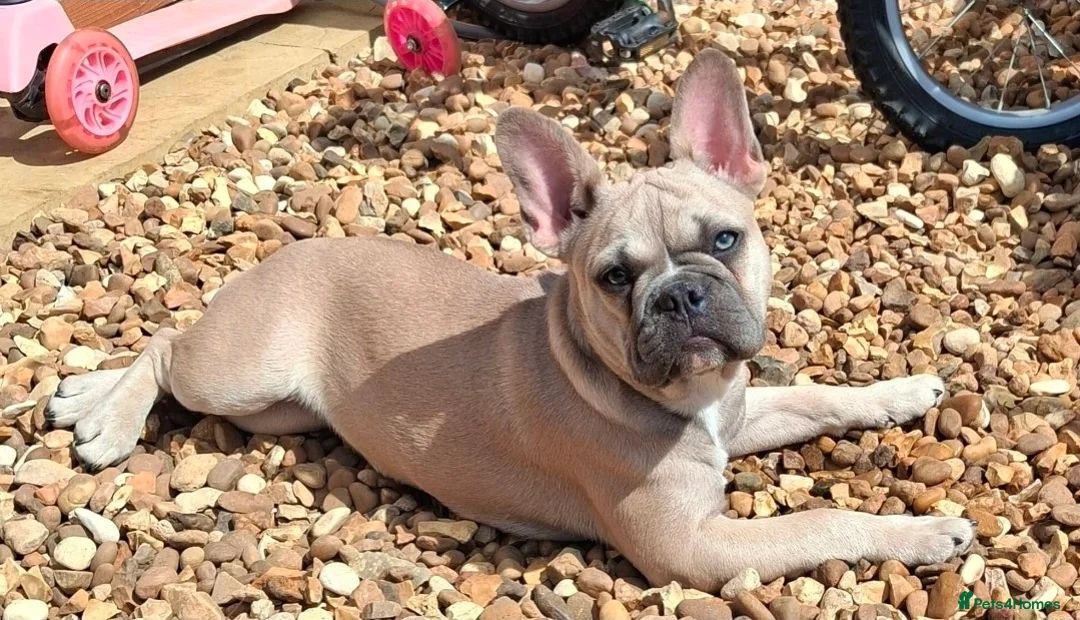 French Bulldog dogs for sale: French Bulldog for Sale - Advert 2