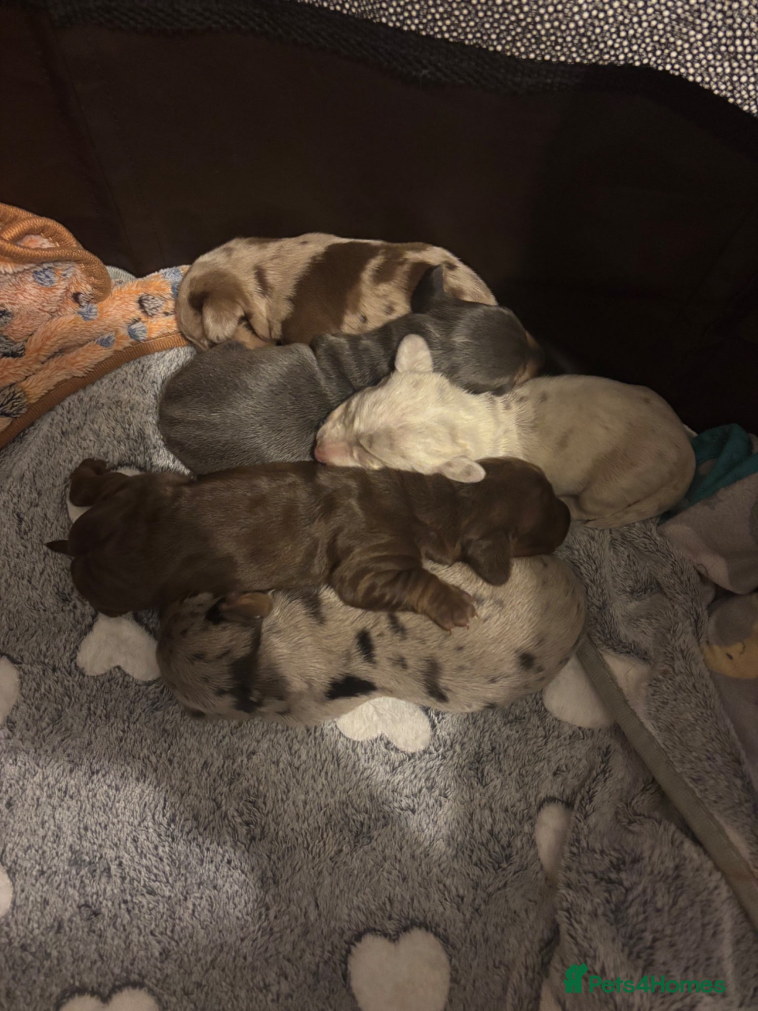 Miniature Dachshund dogs 🐾 Miniature Dachshund Puppies 2 Boys & 3 Girls 🐾 - Advert 15