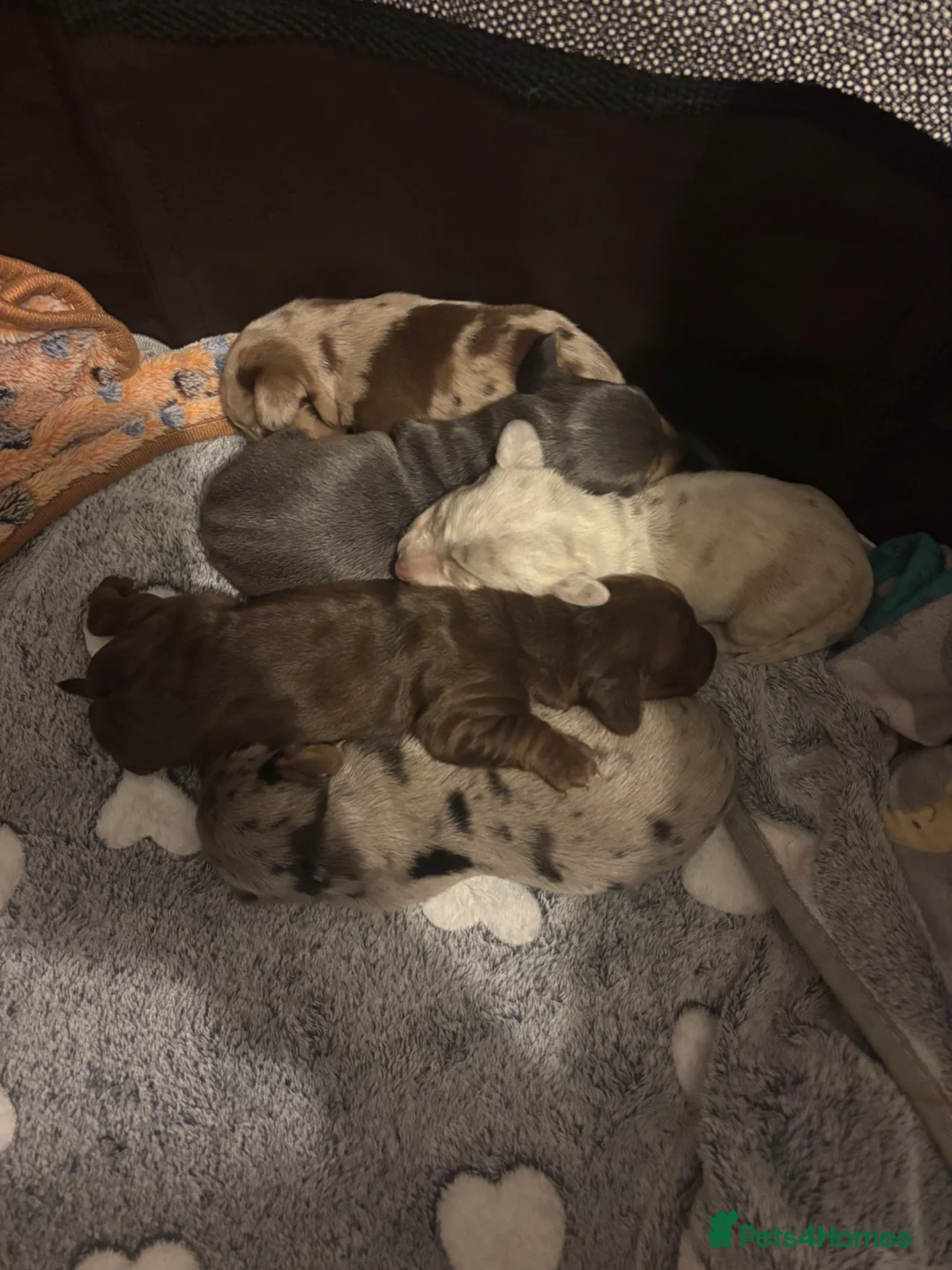 Miniature Dachshund dogs for sale: 🐾 Miniature Dachshund Puppies 2 Boys & 3 Girls 🐾 - Advert 1
