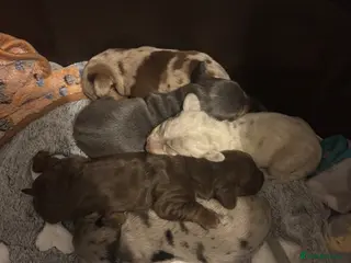 Miniature Dachshund dogs 🐾 Miniature Dachshund Puppies 2 Boys & 3 Girls 🐾 - Advert 2