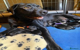 Labrador Retriever dogs for sale: Beautiful Labrador Puppies – 5 Girls & 3 Boys - Image 24