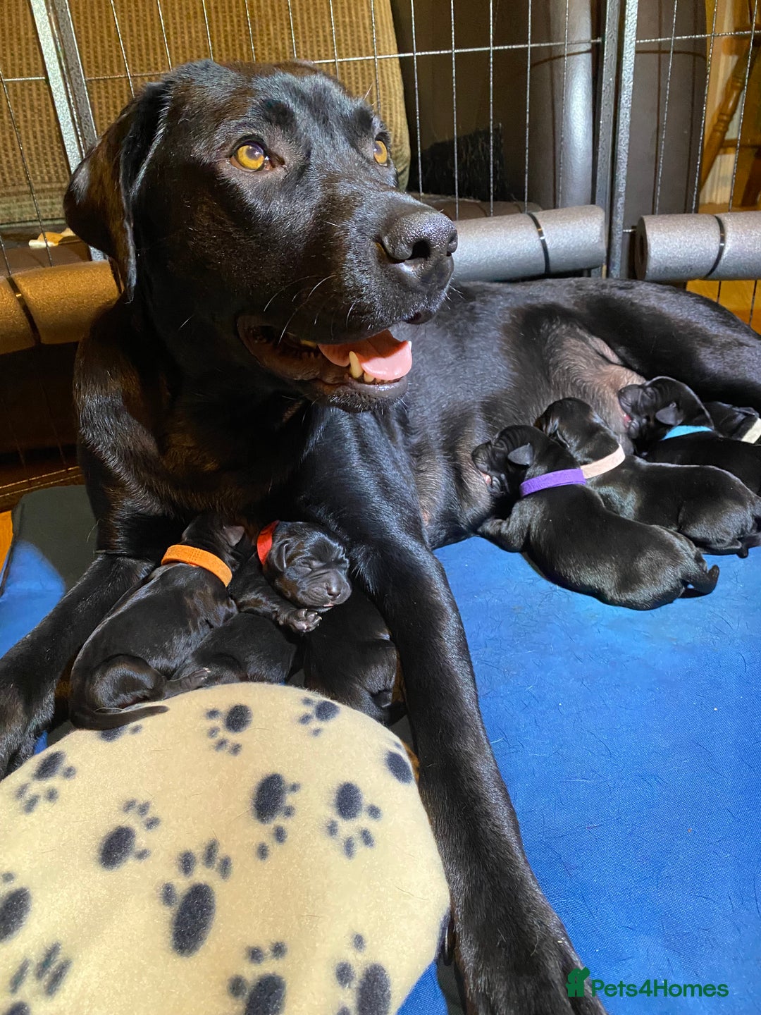 Labrador Retriever dogs for sale: Beautiful Labrador Puppies – 5 Girls & 3 Boys - Image 24