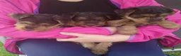 Welsh Terrier dogs for sale: Beautiful Welsh terrier puppy girl - Advert 8