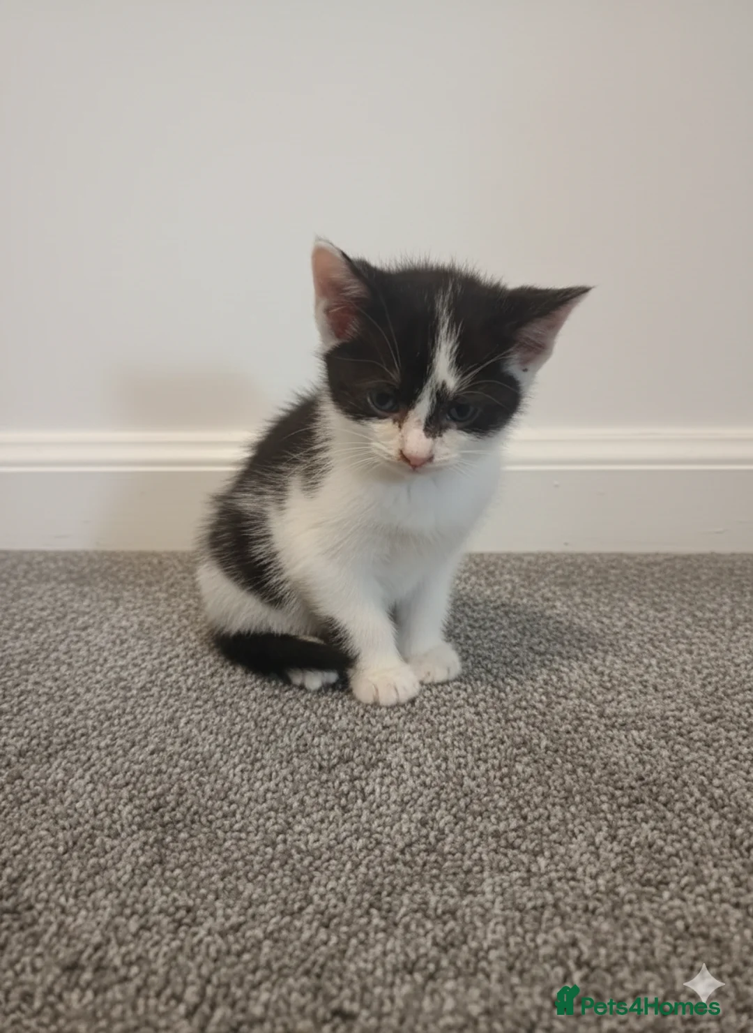 Mixed Breed cats for sale: Kittens for sale - Advert 8