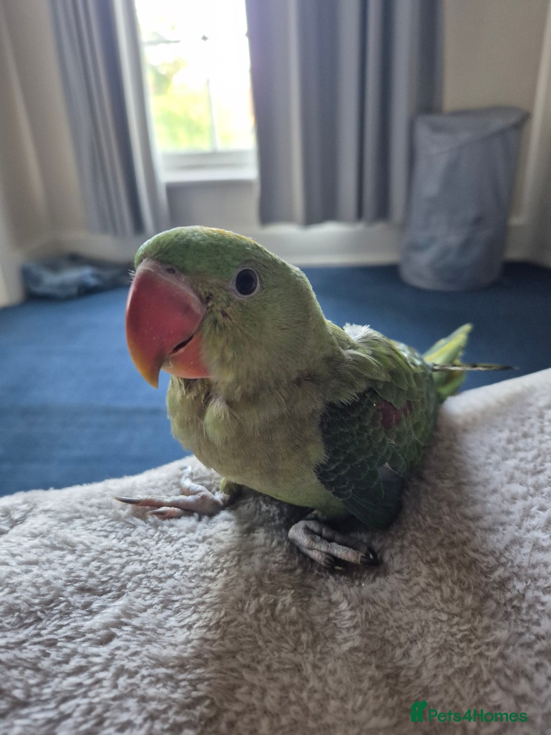 Mixed Breed birds for sale: Alexandrine pair of parrots - Image 4