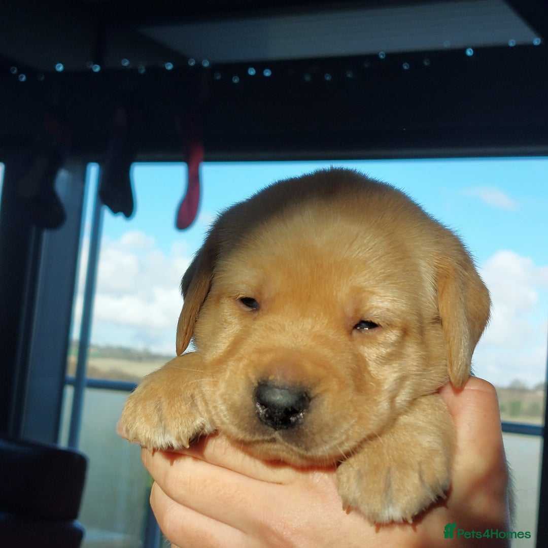 Labrador Retriever dogs for sale: Coco’s Labrador Puppies Seeking Loving Homes - Advert 10