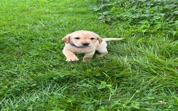 Labrador Retriever dogs for sale: Labrador retrievers  - Image 8
