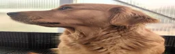 Golden Retriever dogs for sale: Golden Retriever Girl  - Advert 3