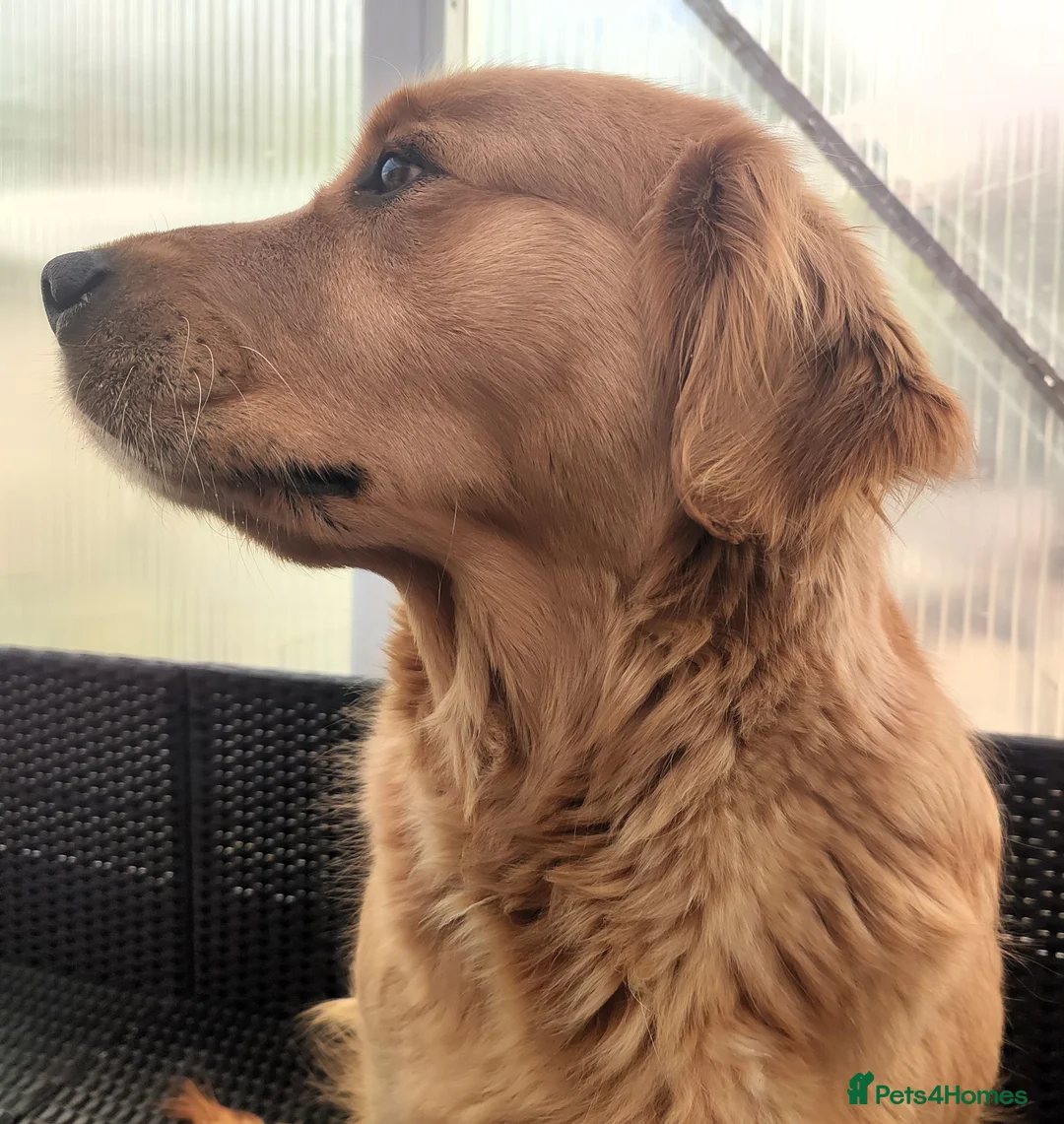 Golden Retriever dogs for sale: Golden Retriever Girl  - Advert 3