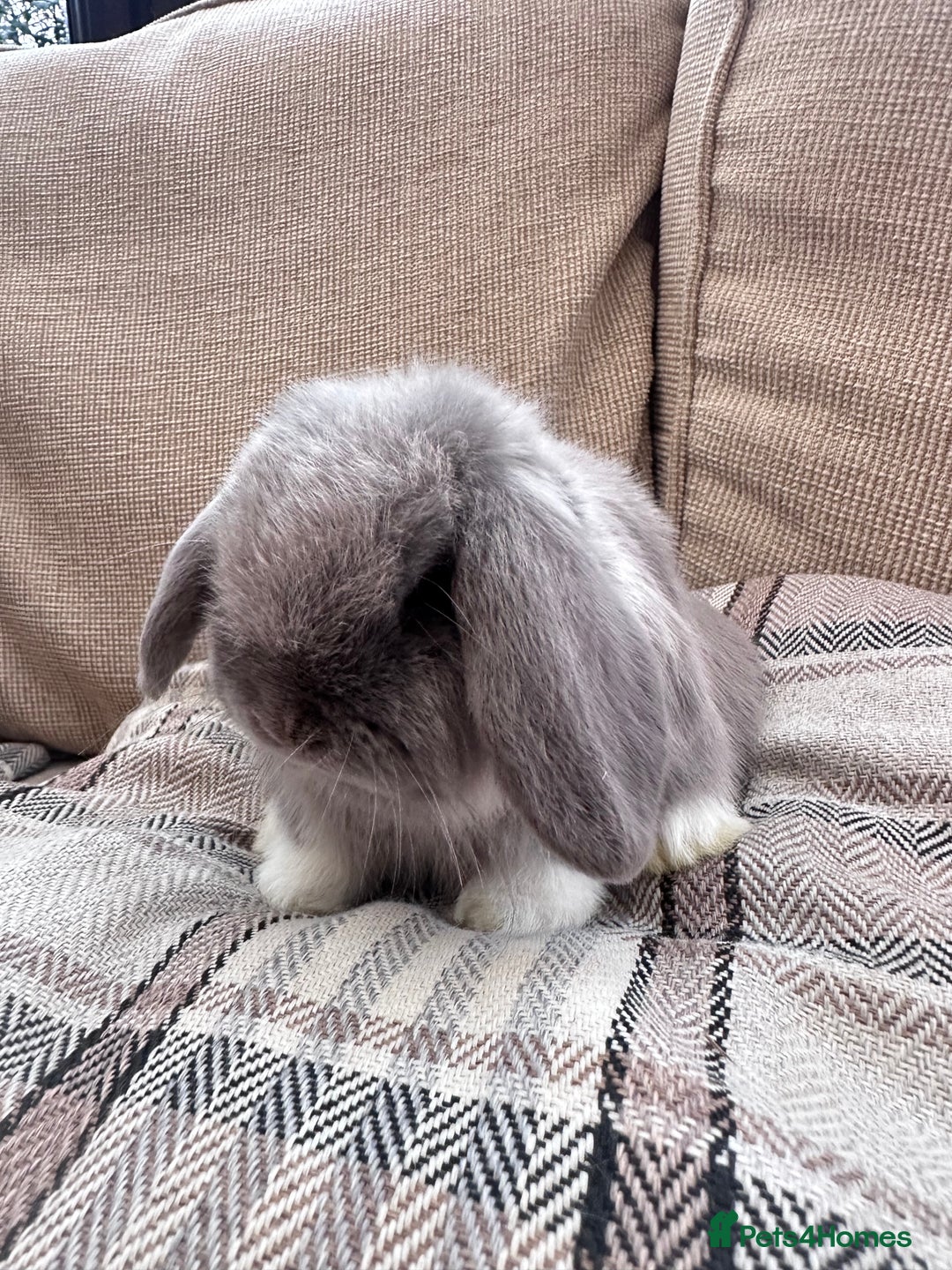 Mini Lop rabbits for sale: Mini lop baby rabbits  - Advert 2