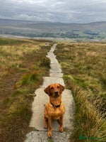 Labradoodle dogs - Advert 9