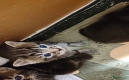 Mixed Breed cats for sale: Ch417dp  - Image 21