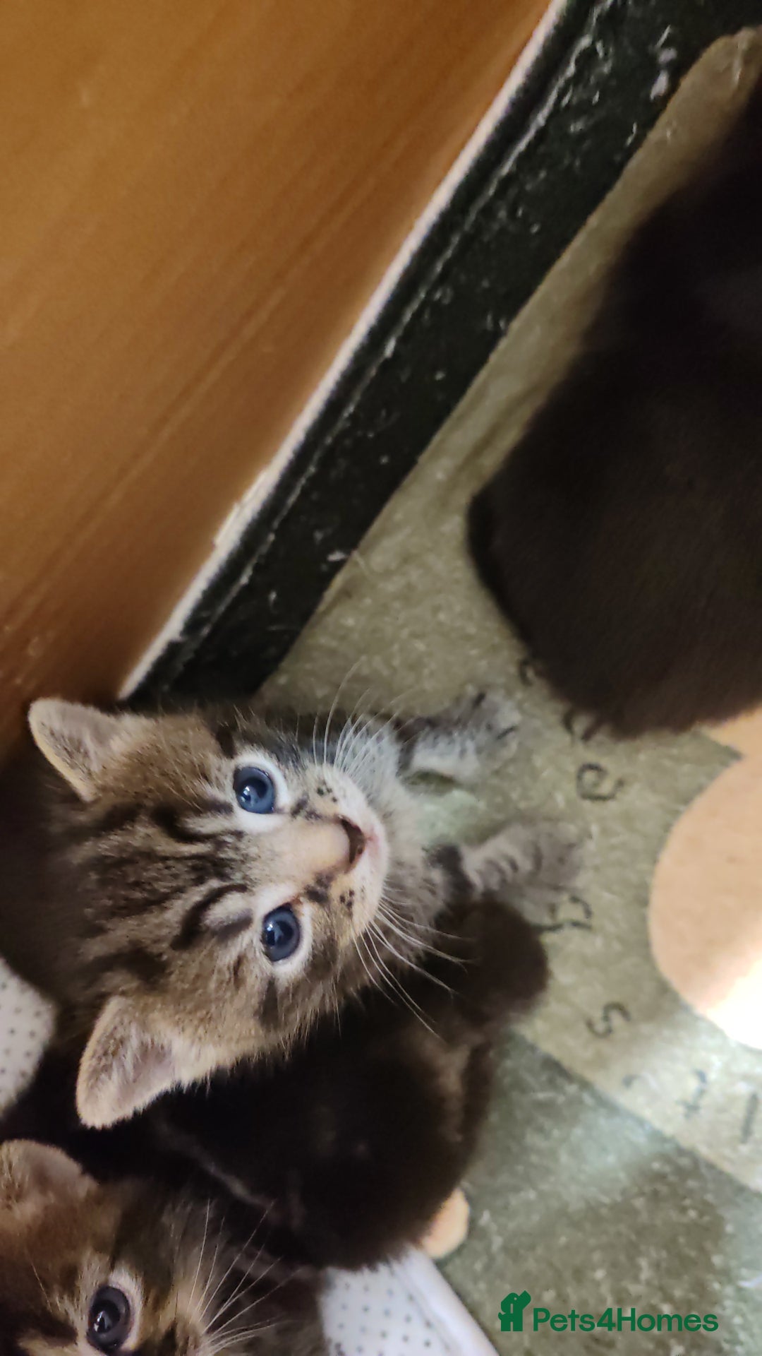 Mixed Breed cats for sale: Ch417dp  - Image 21