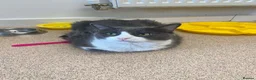 Norwegian Forest Cat cats for sale: Cats looking for a new home - Advert 1
