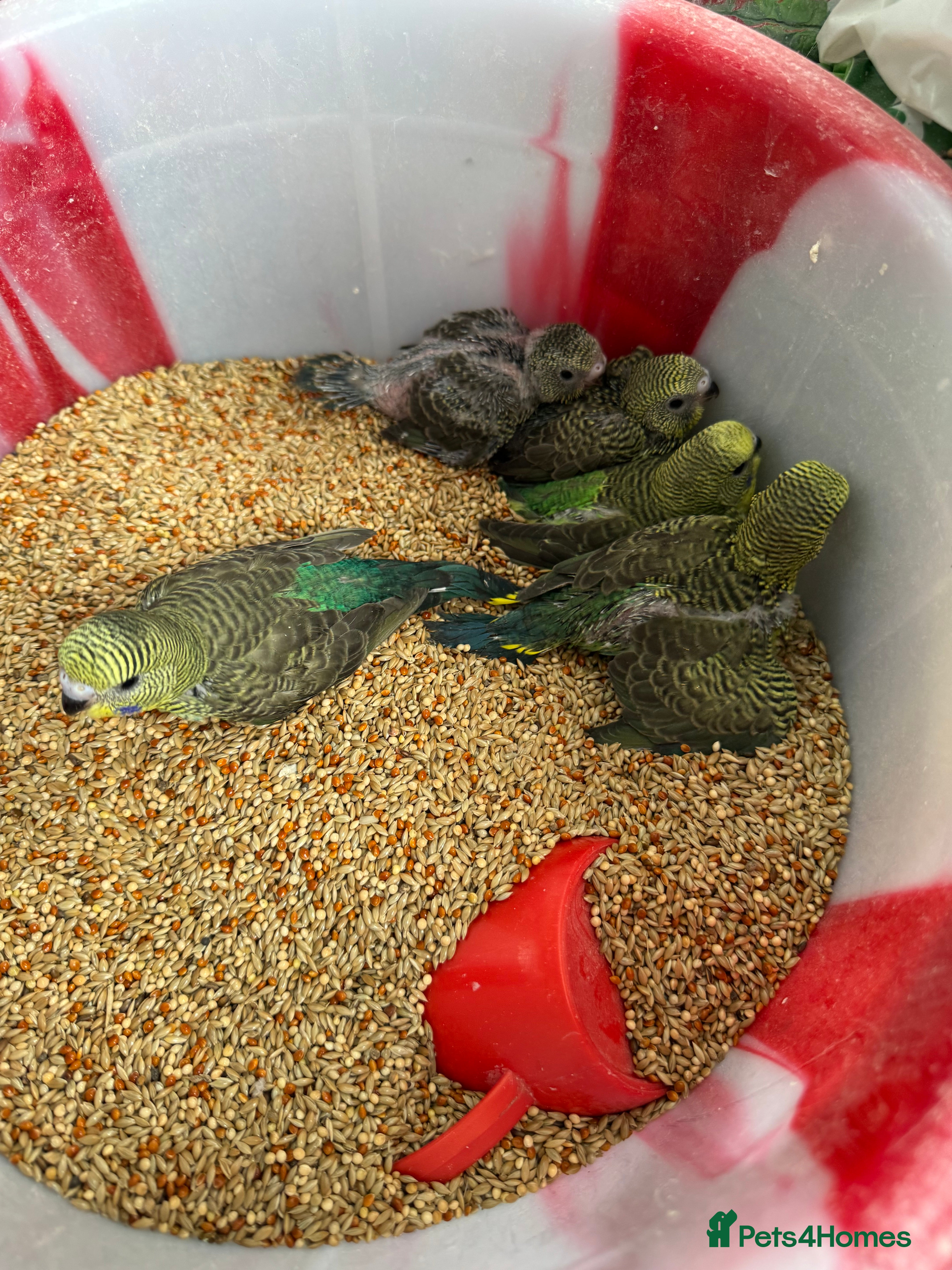 Budgerigars birds BEAUTIFUL 🤩 BUDGIES BW/SPLIT BF - Advert 3