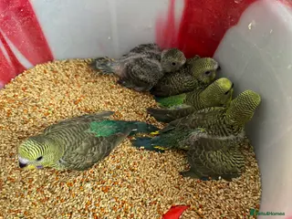 Budgerigars birds BEAUTIFUL 🤩 BUDGIES BW/SPLIT BF - Advert 7