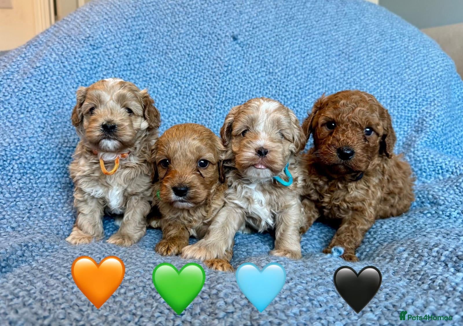 Cavapoo dogs Stunning Fully-Health-Tested F2 Cavapoo Puppies❤️ - Advert 8