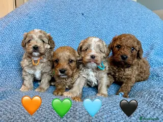 Cavapoo dogs Stunning Fully-Health-Tested F2 Cavapoo Puppies❤️ - Advert 9