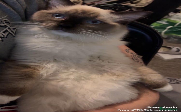 Ragdoll cats - Advert 1