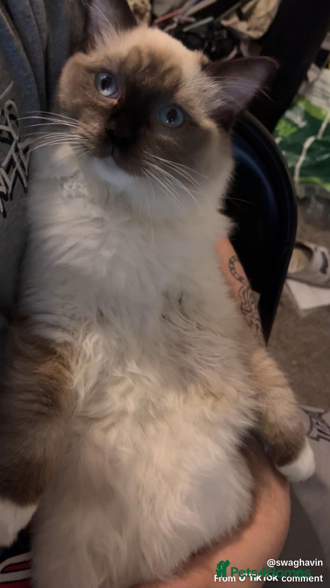 Ragdoll cats for sale: Ragdoll Kitten - Image 1