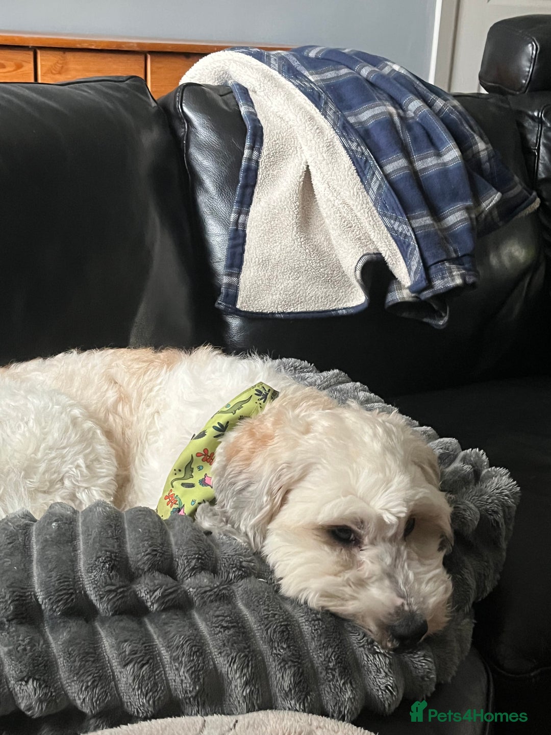 Mixed Breed dogs for sale: Henry looking for the perfect home - Advert 4