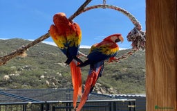 Macaws birds for sale: Scarlet Macaw Parrots Very Tamed For Sale. - Image 2