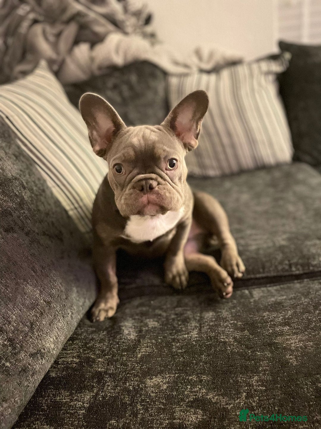 French Bulldog dogs for sale: Beautiful lilac boy - Advert 1