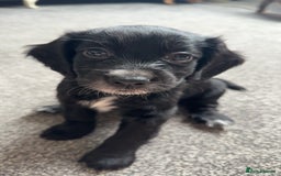 Cocker Spaniel dogs for sale: 1 Gorgeous Girl Cocker Spaniels - Ready to leave - Image 4