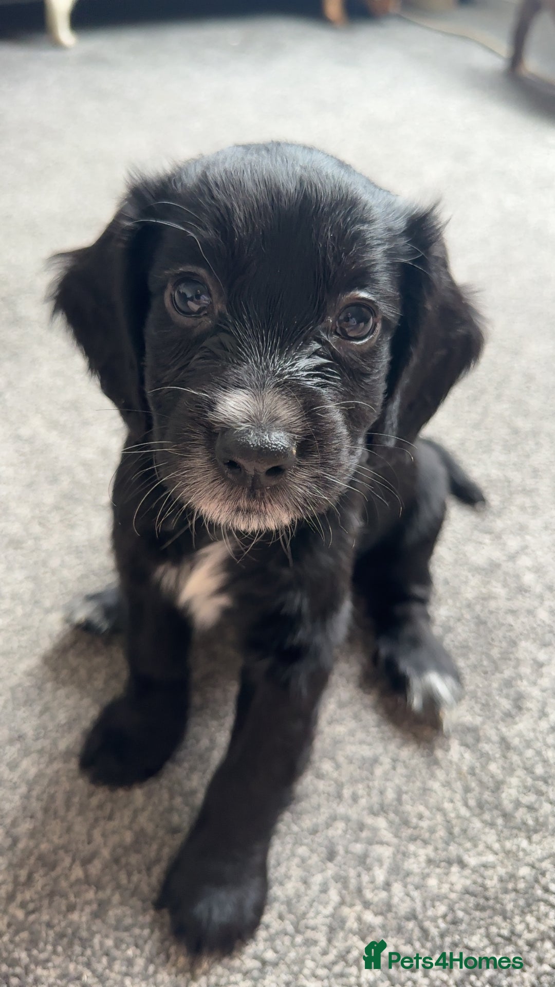 Cocker Spaniel dogs for sale: 1 Gorgeous Girl Cocker Spaniels - Ready to leave - Image 4
