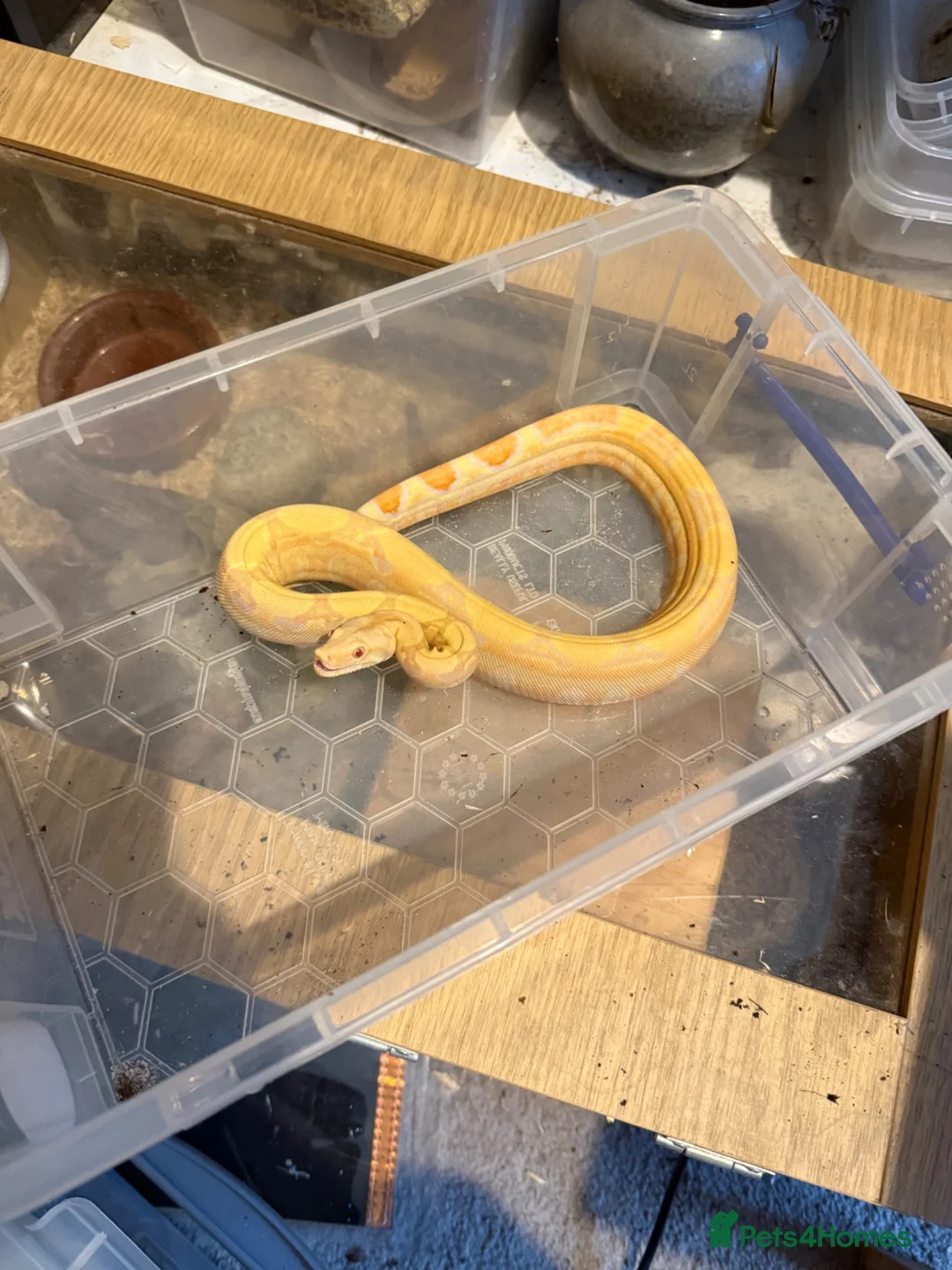 Mixed Breed reptiles for sale: Various snakes for sale  - Advert 1