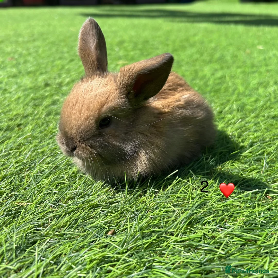 Mini Lop rabbits for sale: 7 pure mini lops in Maidstone - Advert 2