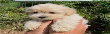 Maltipoo 2
