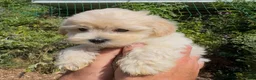 Maltipoo dogs for sale: Stunning Teddy Bear Toy Maltipoo Puppies  - Advert 12
