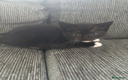 Mixed Breed cats for sale: Beautiful Black & White Kittens  - Image 26