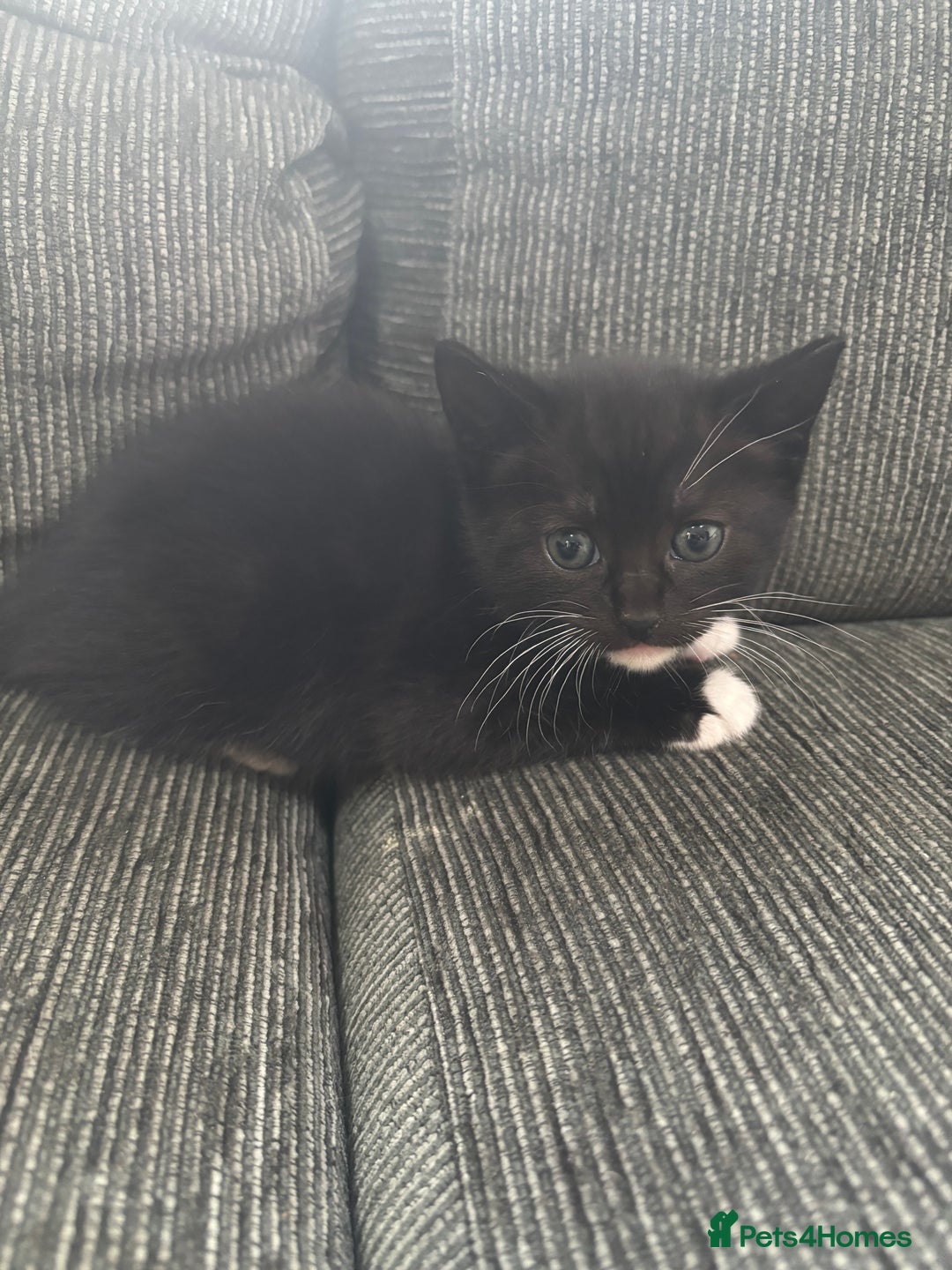 Mixed Breed cats for sale: Beautiful Black & White Kittens  - Image 26