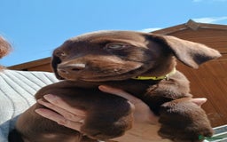Labrador Retriever dogs for sale: **READY NOW**CHOCOLATE LAB PUPS - Image 1