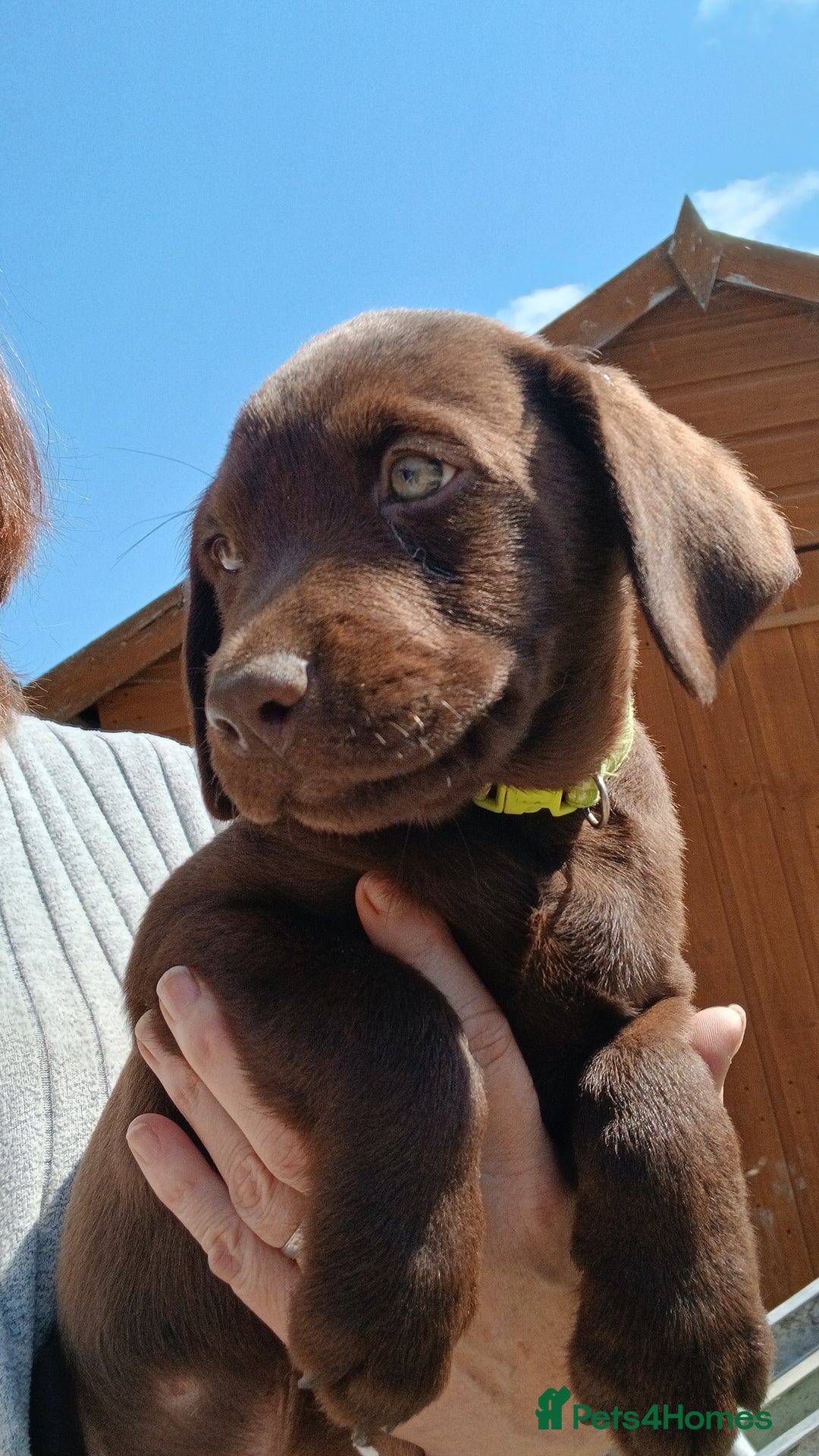 Labrador Retriever dogs for sale: **READY NOW**CHOCOLATE LAB PUPS - Image 1