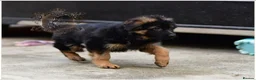 German Shepherd dogs for sale: LONGHAIRED GERMAN SHEPHERD FEMALE - Advert 3