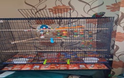 Conures birds for sale: Red Bellied Conure - Image 6