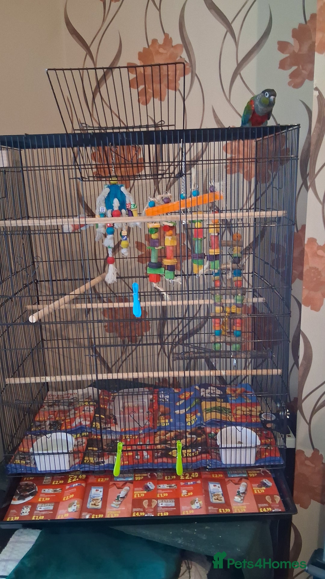 Conures birds for sale: Red Bellied Conure - Image 6