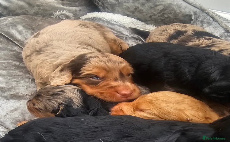 Cockapoo dogs - Advert 3