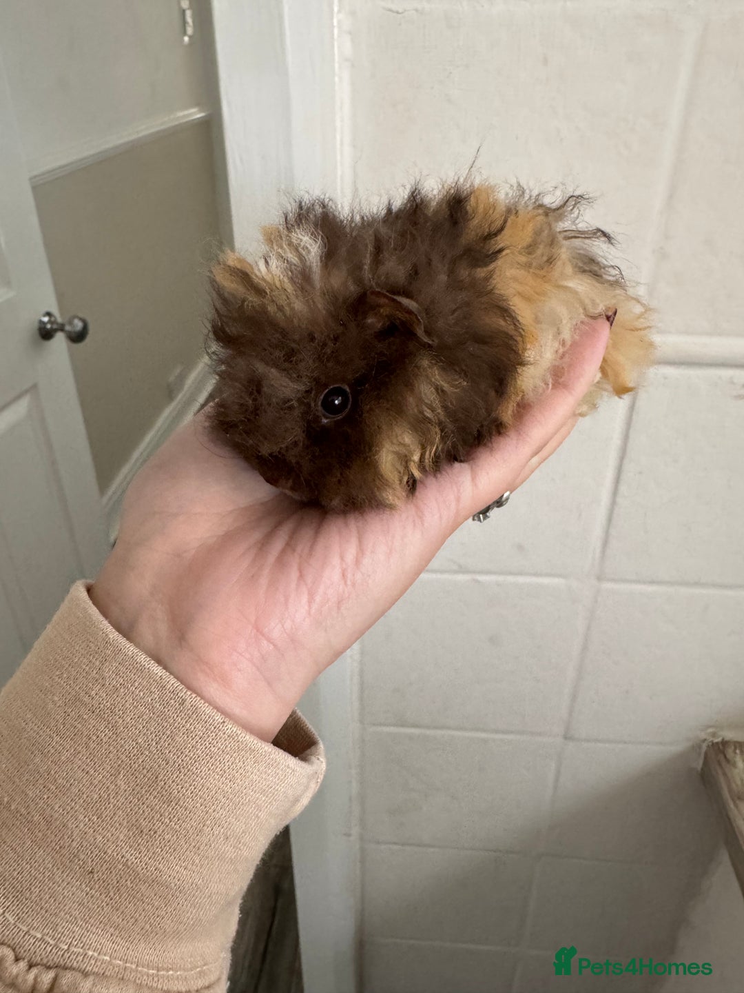 Guinea Pig rodents for sale: Chocolate tri texel male  - Advert 7