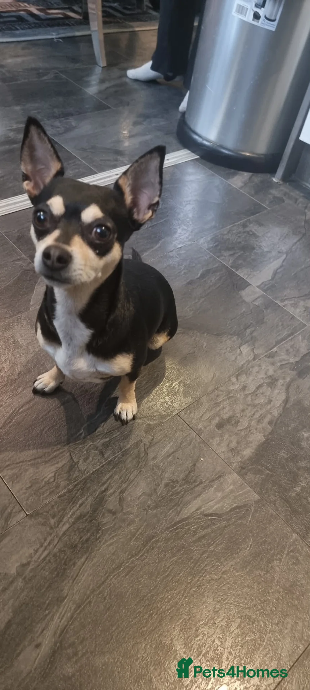 Chihuahua dogs for sale: chihuahua in Leicester - Advert 3