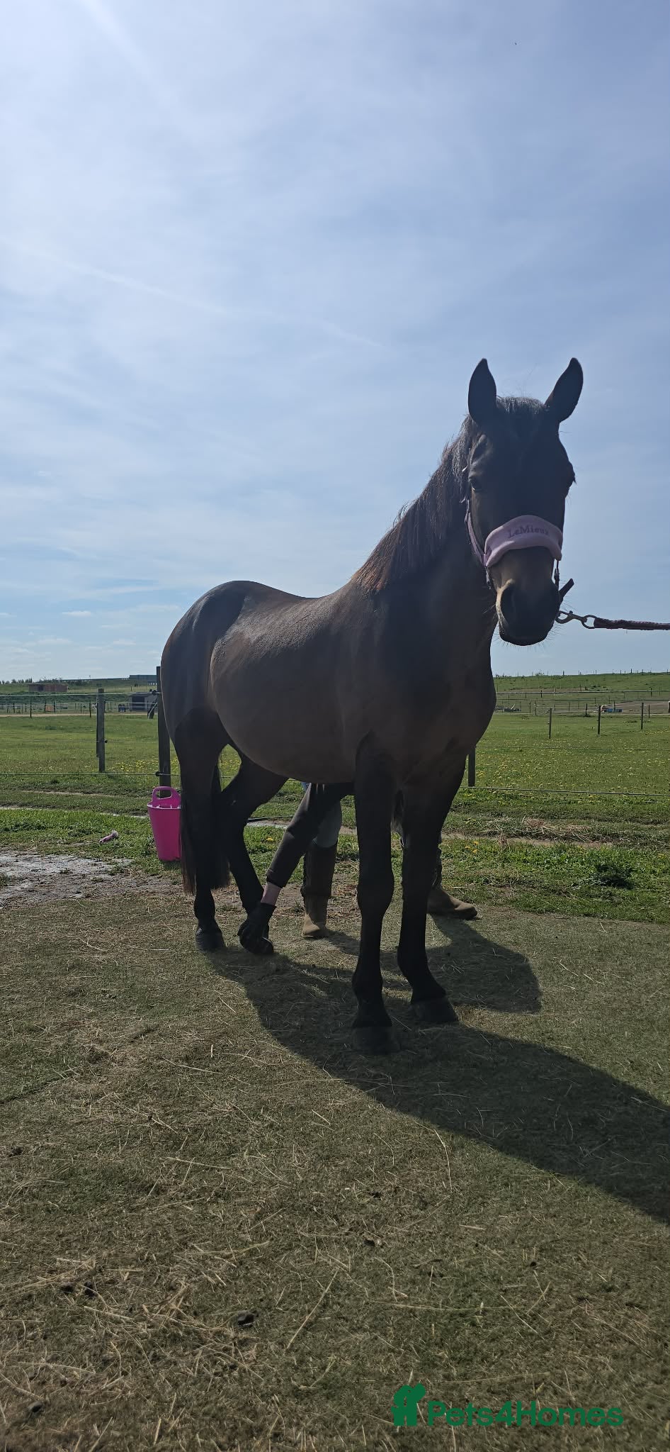 New Forest horses for sale: New forest gelding 4 years old in Norwich - Advert 3