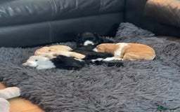 Cocker Spaniel dogs for sale: Working KC cocker spaniels  - Image 1