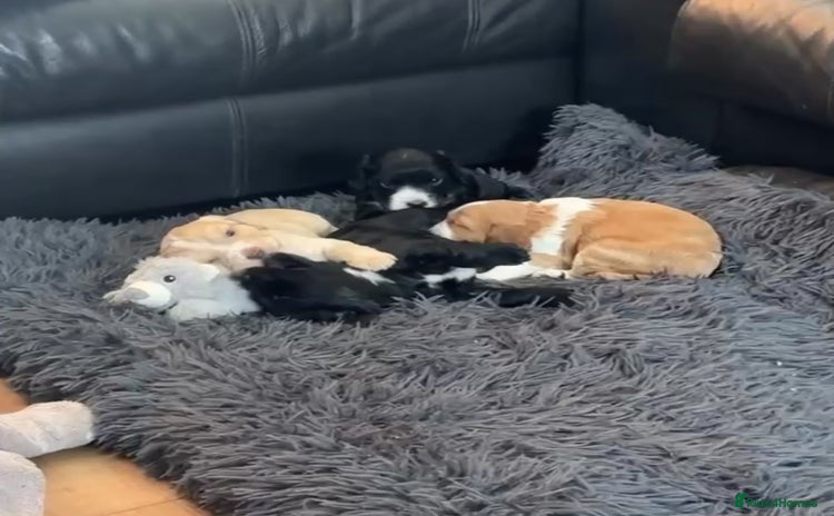 Cocker Spaniel dogs - Advert 1