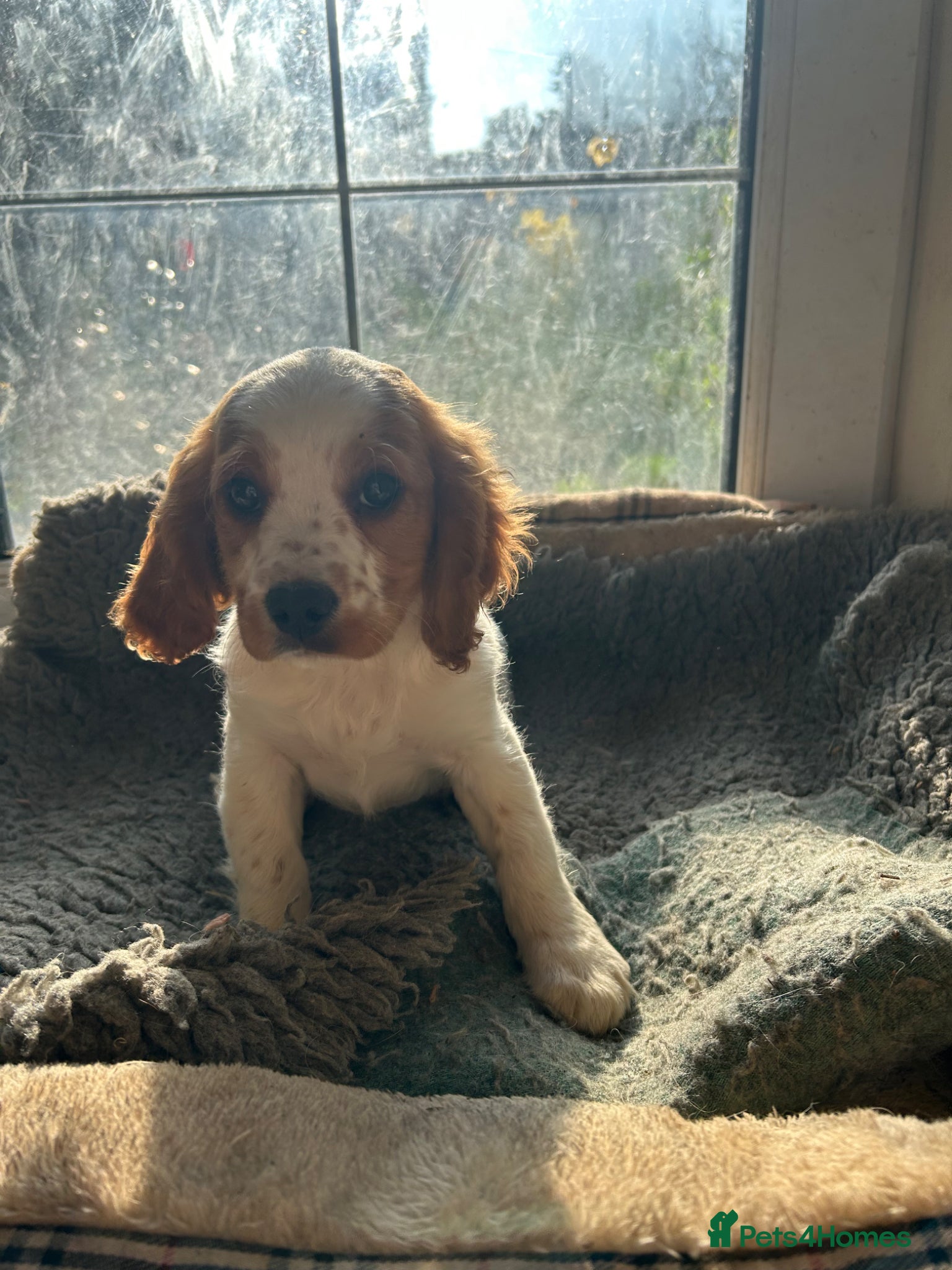 Cavapoo dogs Beautiful cavapoo puppy  - Advert 8