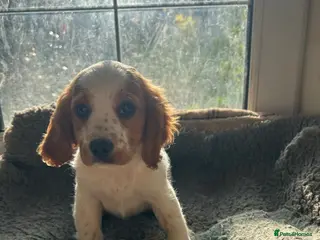 Cavapoo dogs Beautiful cavapoo puppy - Advert 8